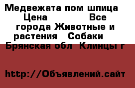 Медвежата пом шпица › Цена ­ 40 000 - Все города Животные и растения » Собаки   . Брянская обл.,Клинцы г.